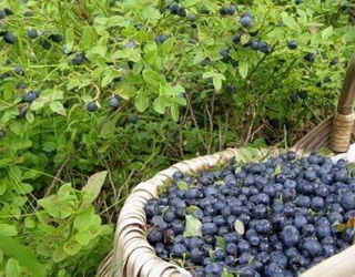 Експорт дикорослих ягід з України скоротився до 50%